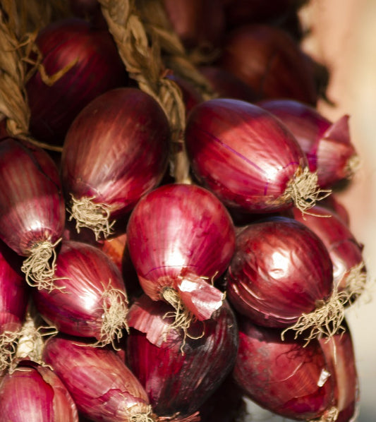 Cipolla di Tropea – Treccia intera