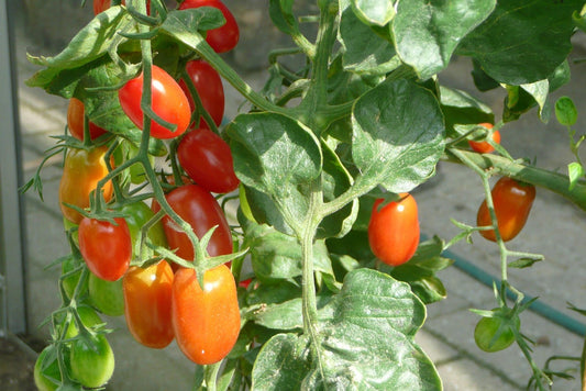 Pomodoro San Marzano DOP